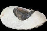 Undescribed Trilobite (aff Bojoscutellum) - Very Rare #44449-4